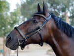Curved clincher browband Lazypony