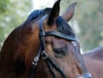 Indicolite crystal browband with padding Lazypony