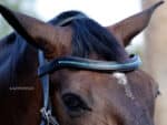 Wave crystal browband Lazypony