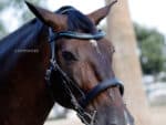 curved crystal browband Lazypony