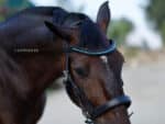 Precisa crystal browband Lazypony