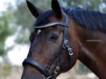 Curved leather browband Lazypony