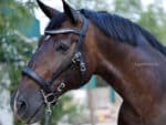 Wave White Opal crystal browband Lazypony