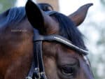 Padded White browband Lazypony