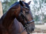 curved crystal browband Lazypony
