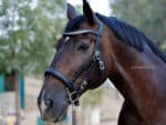White crystal browband Lazypony