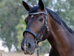 Crystal browband Lazypony White Opal - Image 10