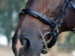 bitless cavesson noseband Lazypony