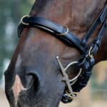 bitless cavesson noseband Lazypony