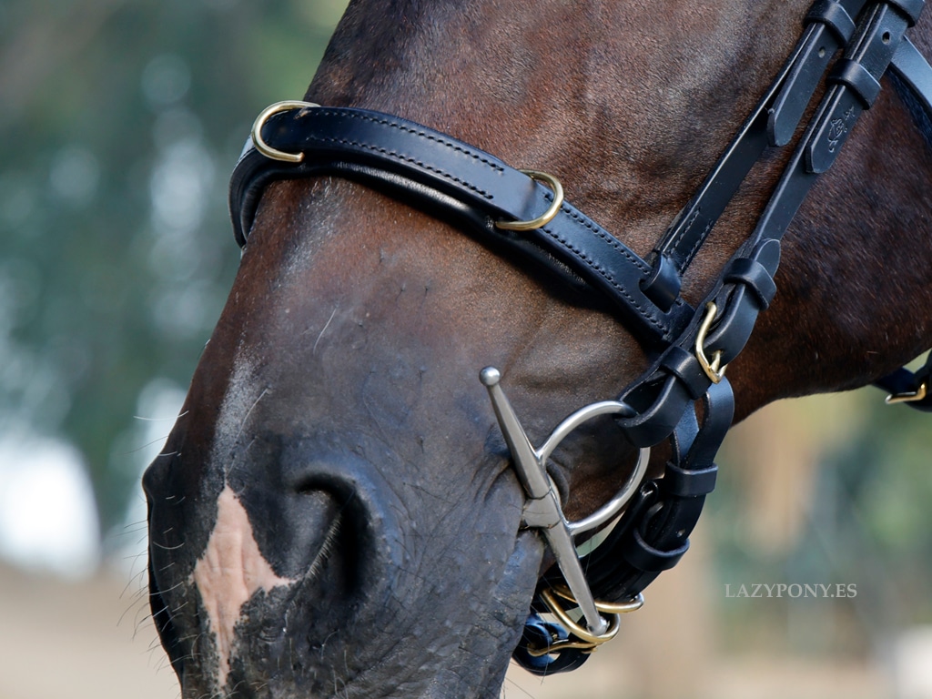 bitless cavesson noseband Lazypony