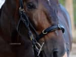 cavesson noseband with rings Lazypony