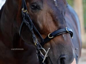 cavesson noseband with rings Lazypony