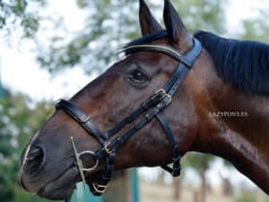 academic cavesson noseband Lazypony