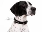 Classic Clincher Dog Collar with Name Tag Lazypony