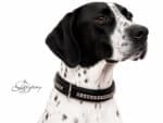 Equestrian dog collar Lazypony