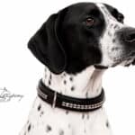 Equestrian dog collar Lazypony