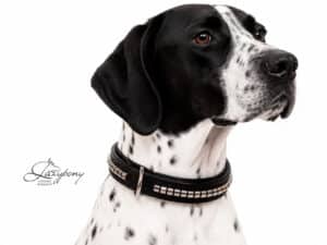 Equestrian dog collar Lazypony