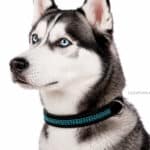 crystal leather collar with name tag Lazypony
