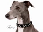 rhinestone dog collar with name tag Lazypony
