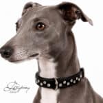 rhinestone dog collar with name tag Lazypony