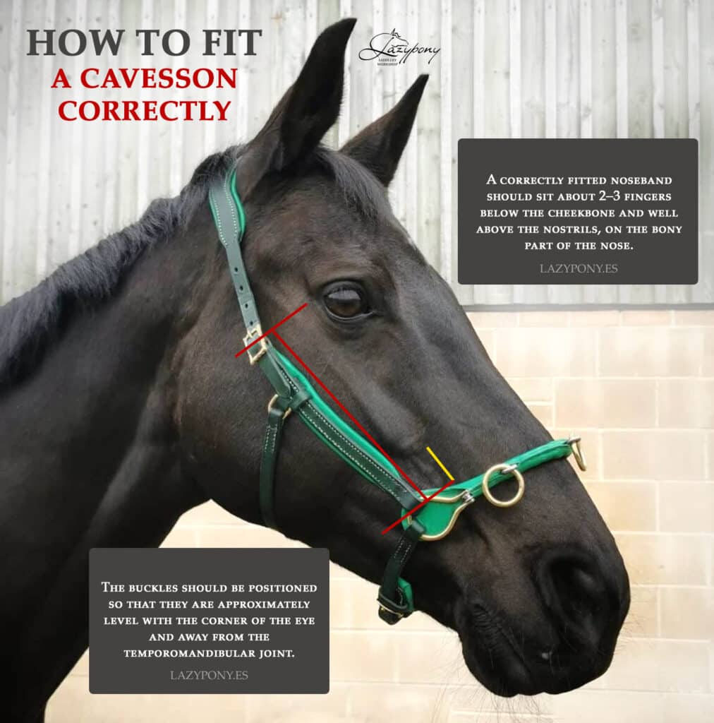 bridle fitting, cavesson fit