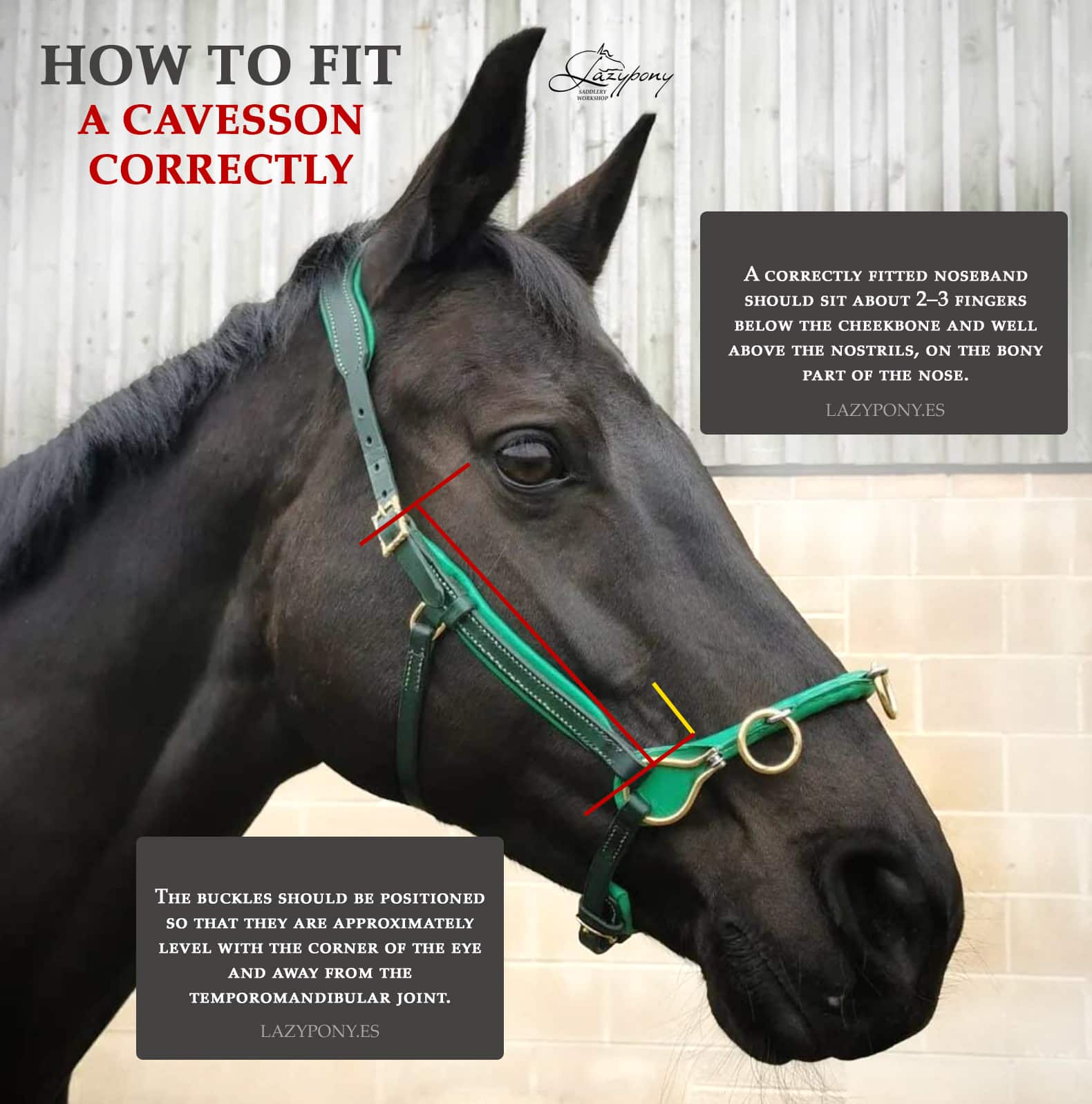 bridle fitting, cavesson fit