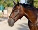 Training cavesson for horses Lazypony