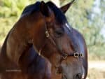Lunging Cavesson Lazypony