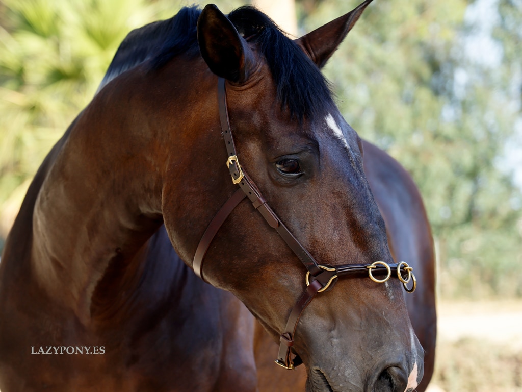 2326 Lunging Cavesson Lazypony