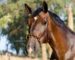 Leather lunging cavesson Lazypony