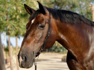 Custom leather head slip Lazypony