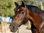 Semi bridle with Cortesia buckles Lazypony