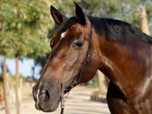Semi bridle with Cortesia buckles Lazypony