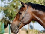 Leather semi bridle head slip for horses Lazypony