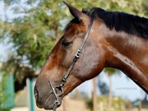 Leather semi bridle head slip for horses Lazypony