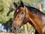 Simple leather headpiece for horse tack Lazypony