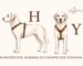 H-Shaped Dog Harness vs Y-Shaped Dog Harness