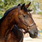 Custom Horse Halters With Name lazypony