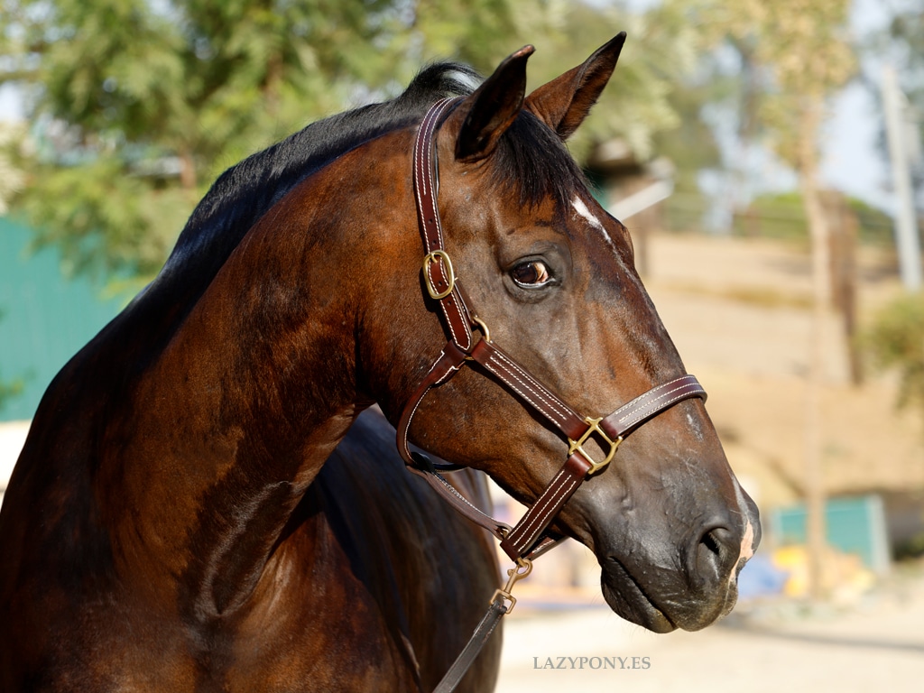 2569 Custom Horse Halters With Name lazypony