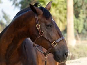 horse halter with name plate lazypony