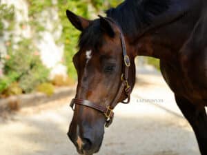 stitched leather halter lazypony