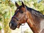 triple stitched leather halter Lazypony