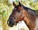 triple stitched leather halter Lazypony