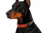 raised martingale collar with name tag Lazypony