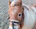 shetland pony bridle