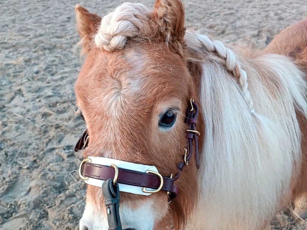 shetland pony bridle